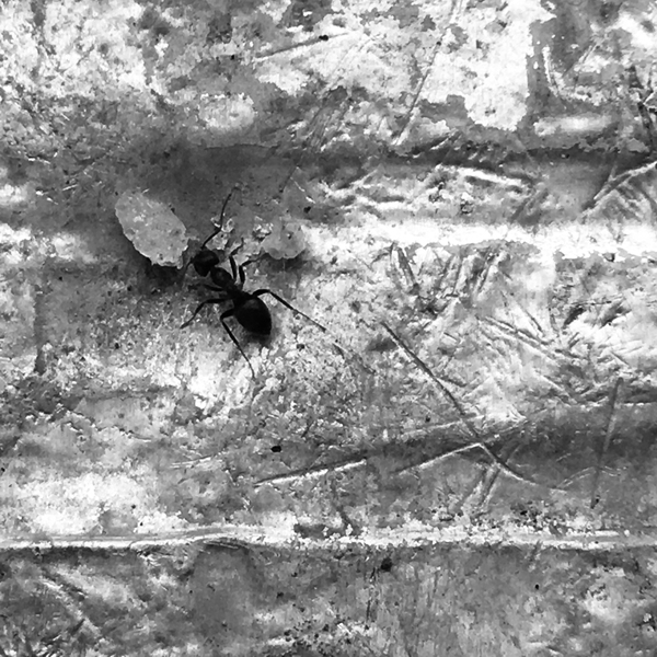 Image de la série Bienvenue en Chamanie de Thérèse Pitte Photogrape Plasticienne